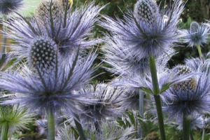 Альпійський сингін Альпійський сингін